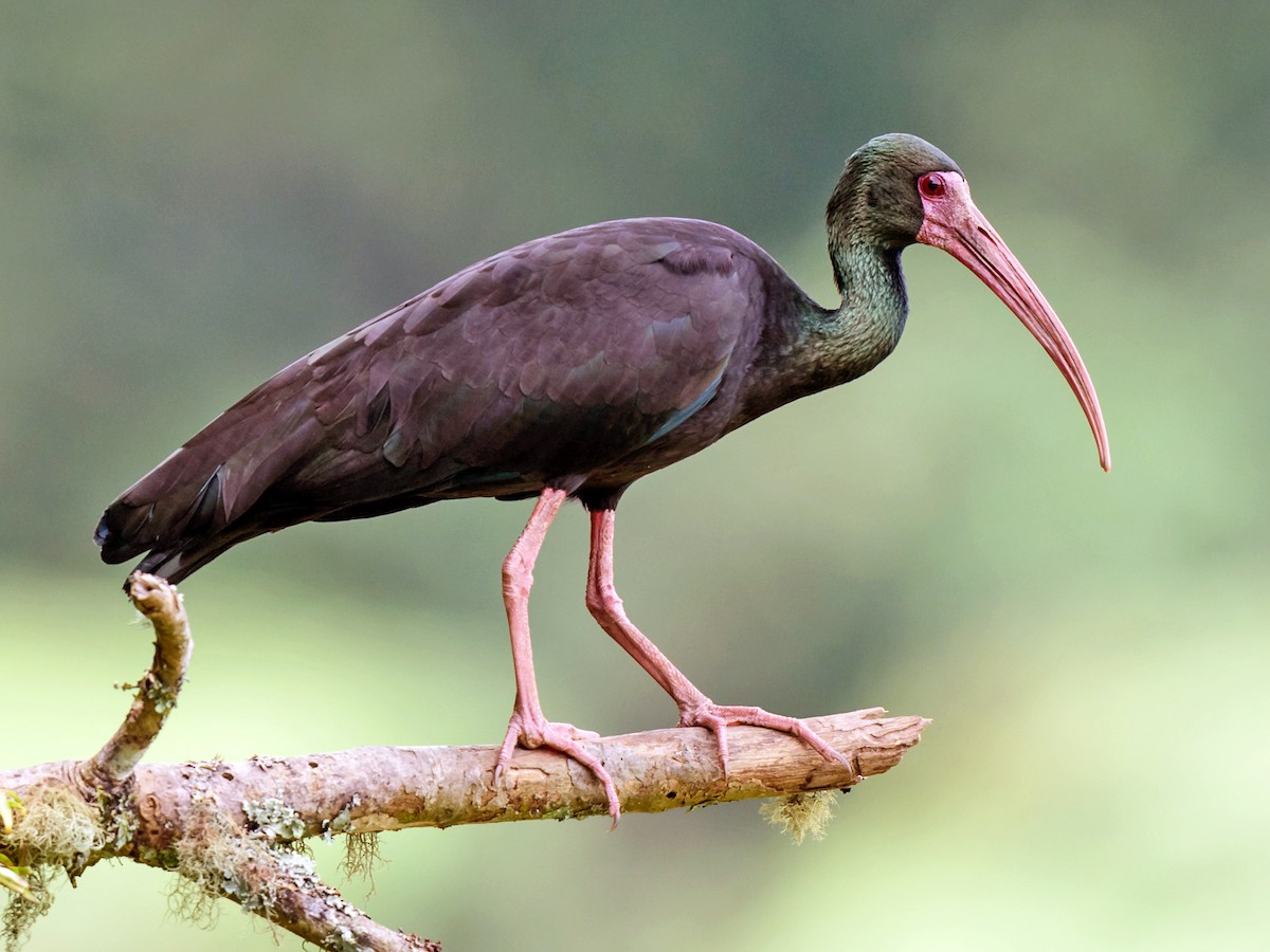 Bare-faced Ibis - Phimosus infuscatus - Birds of the World