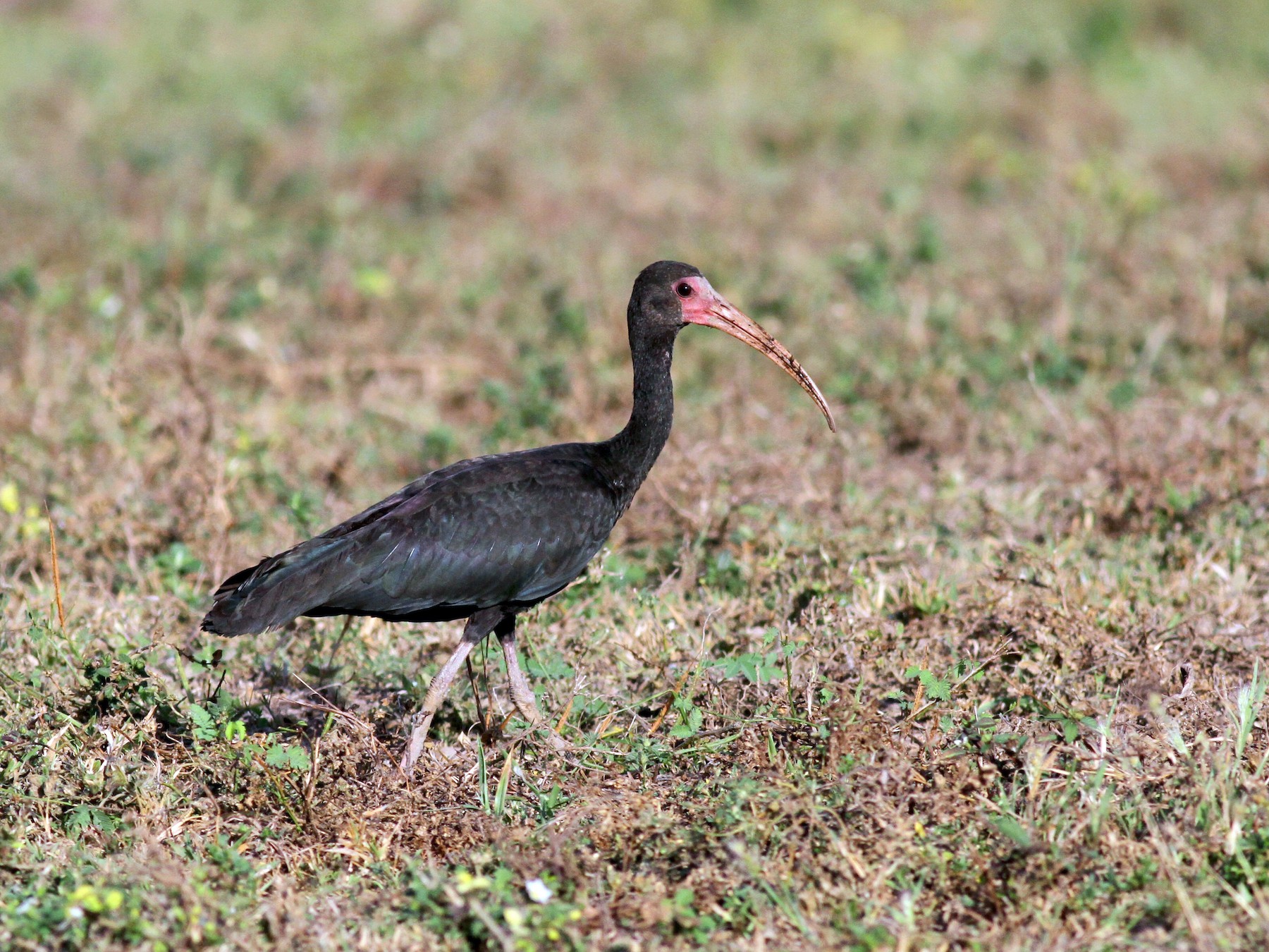 Ibis Afeitado - eBird