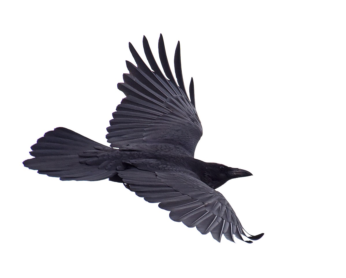 Common Raven - Steven Mlodinow