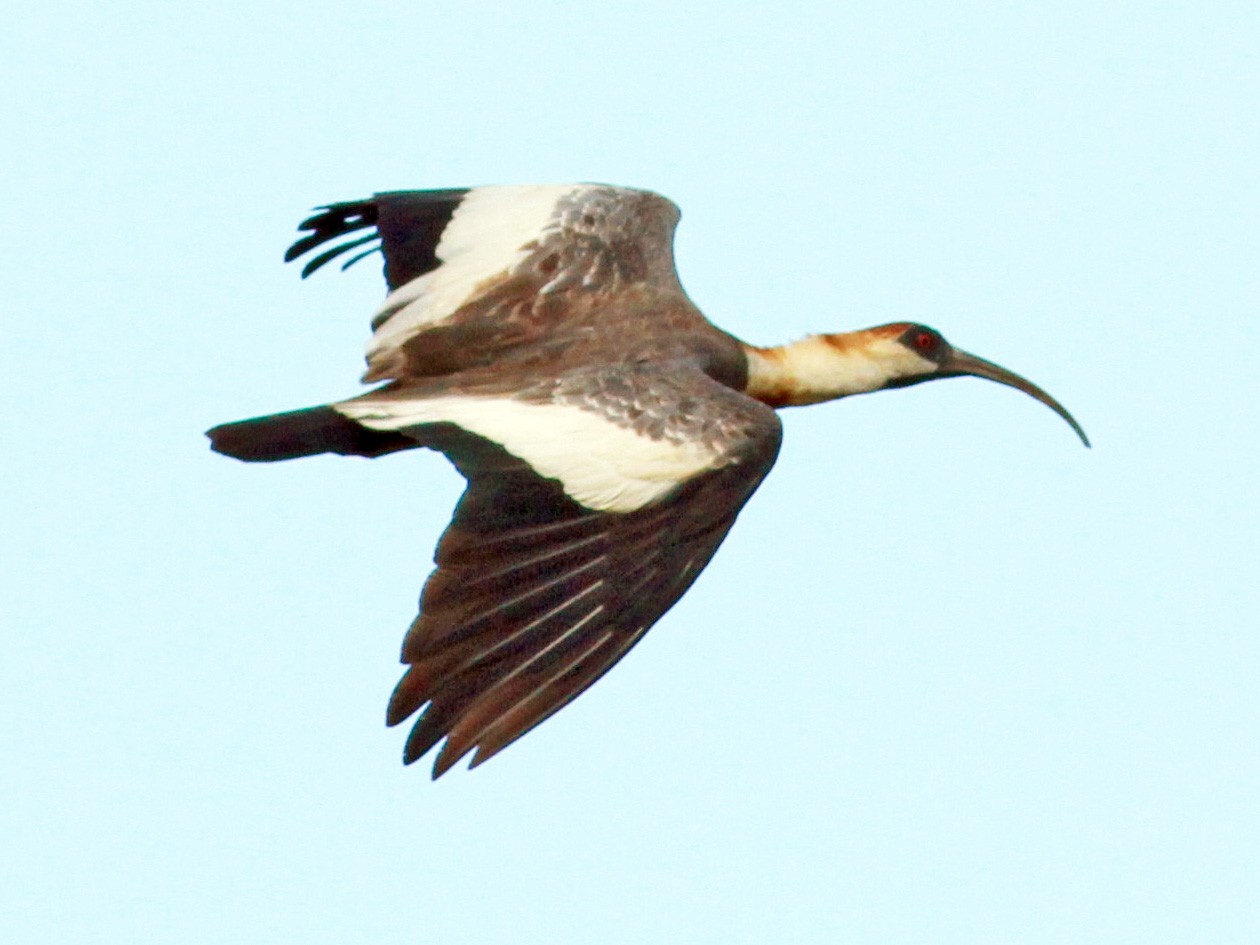 Buff-necked Ibis - Jay McGowan