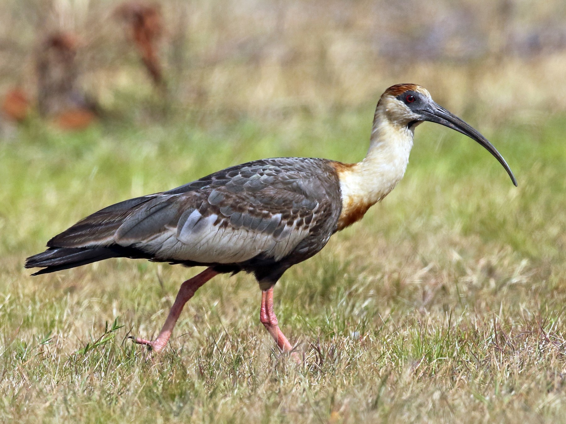 Buff-necked Ibis - Luke Seitz