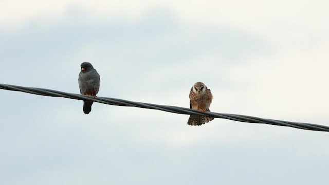Red-footed Falcon - ML566433111