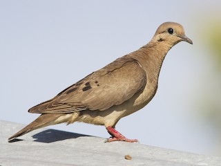  - Eared Dove