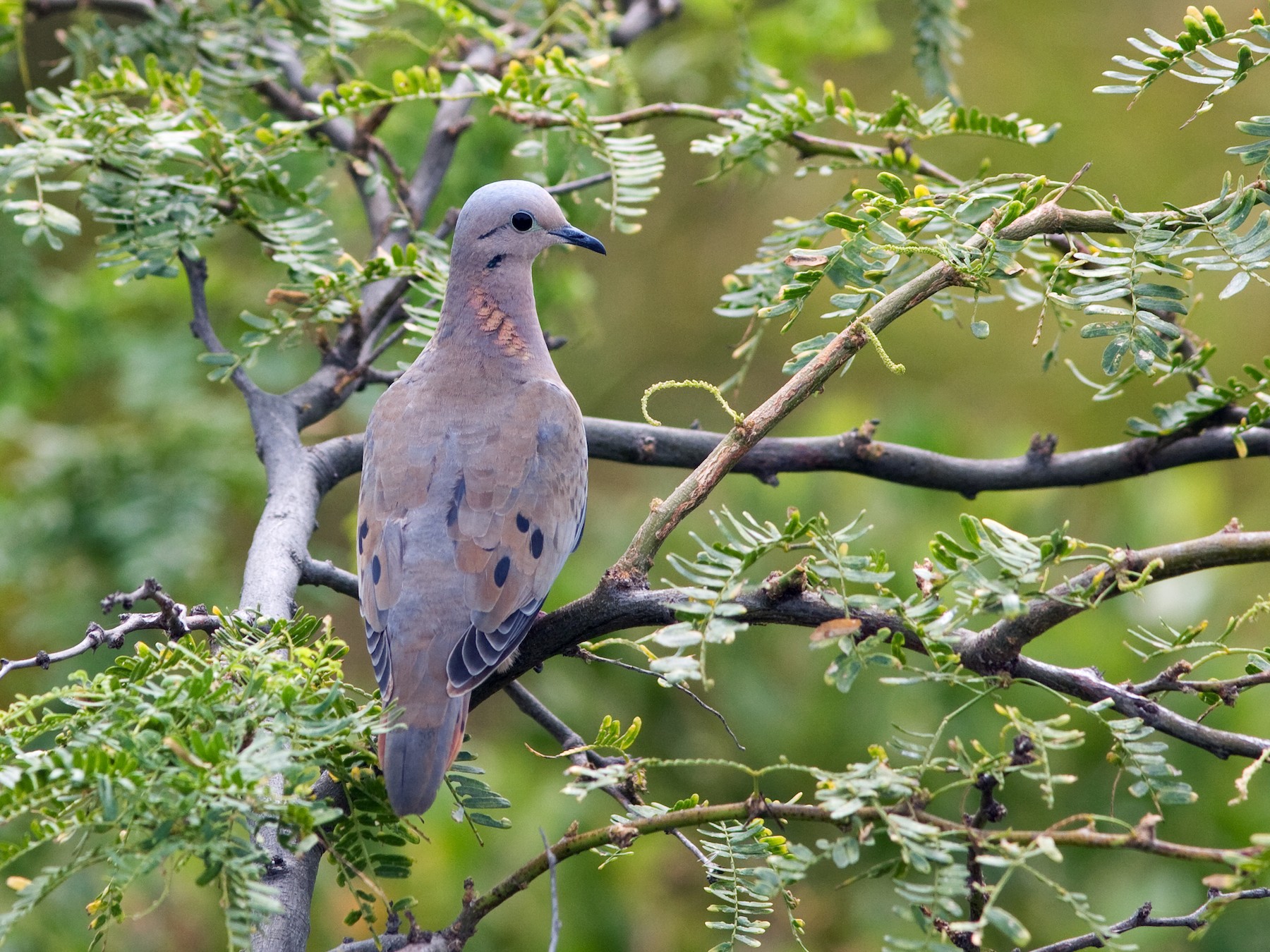 Eared Dove - David Disher