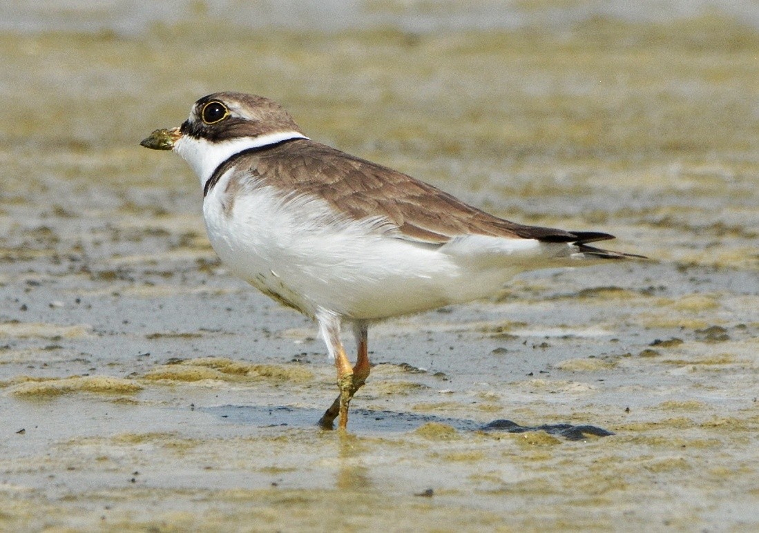 Semipalmated Plover - Daniel Sachse