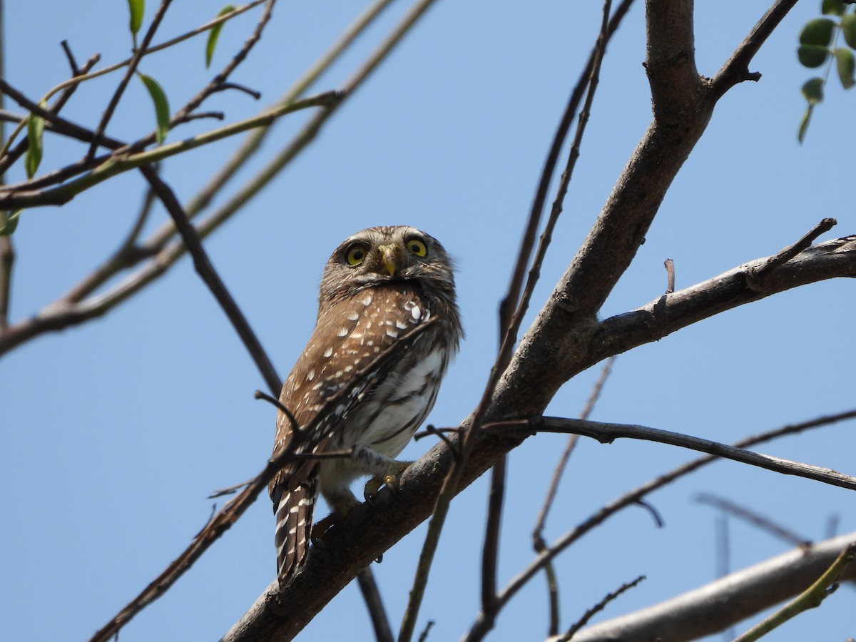 Ferruginous Pygmy-Owl - Alberto Lozano