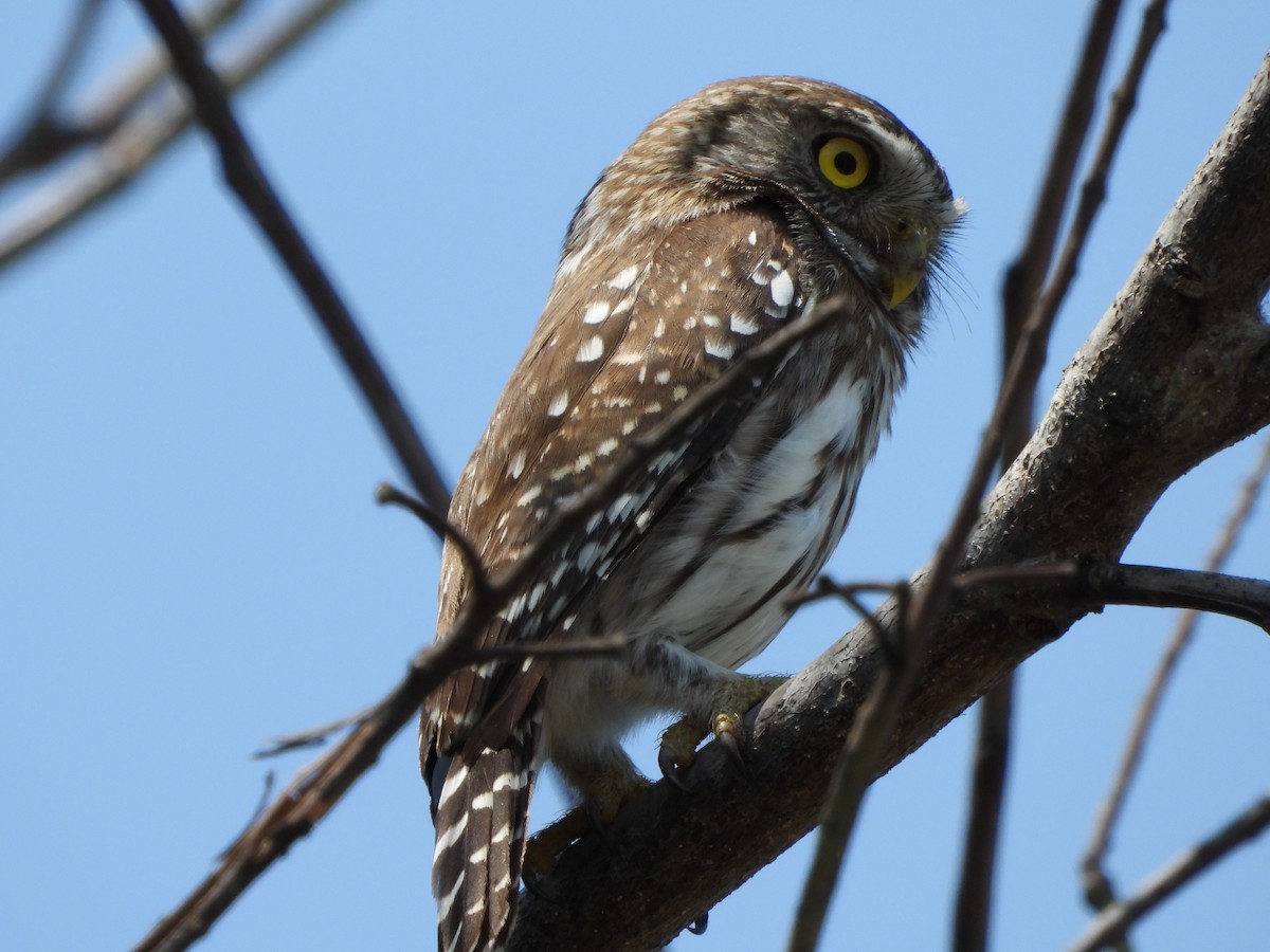 Ferruginous Pygmy-Owl - ML566439931