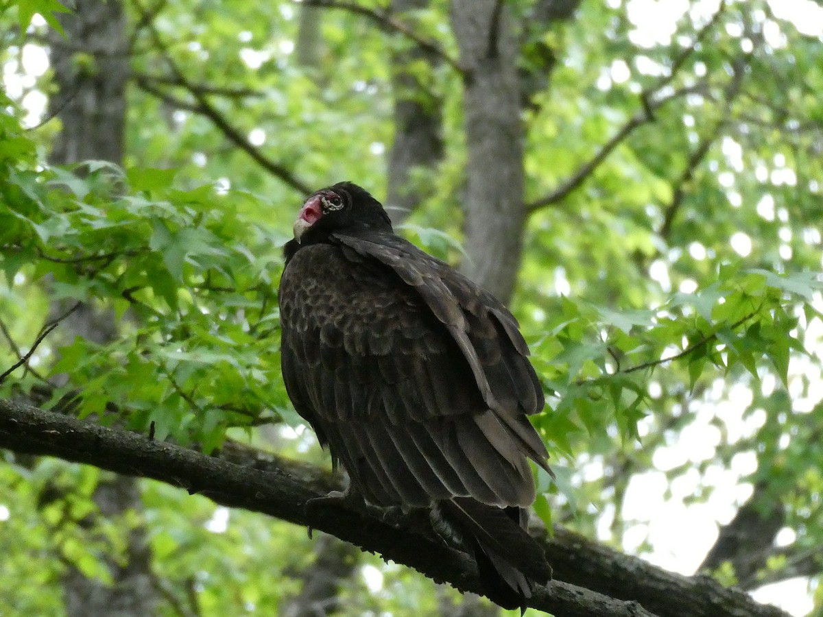 Turkey Vulture - ML566442461