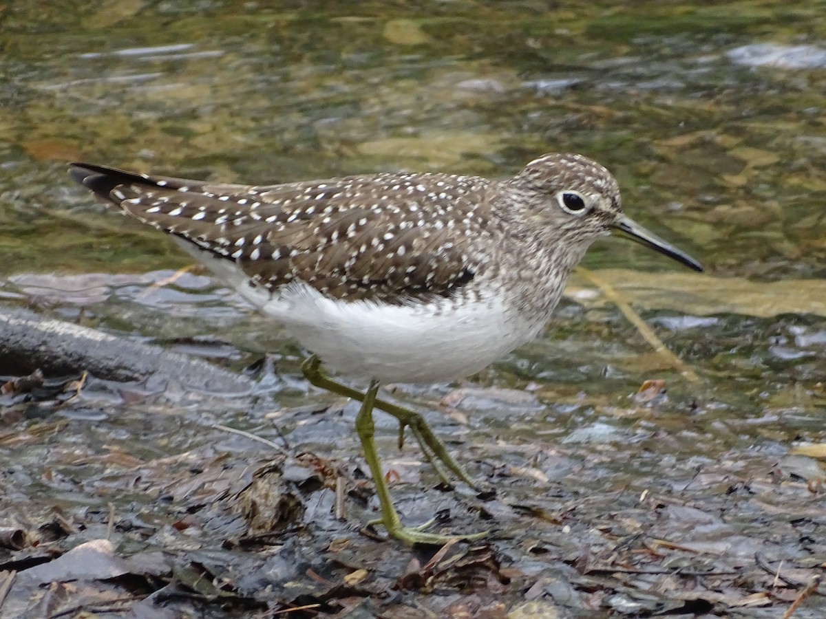 eBird Checklist - 3 May 2023 - Jacobsburg Environmental Education ...