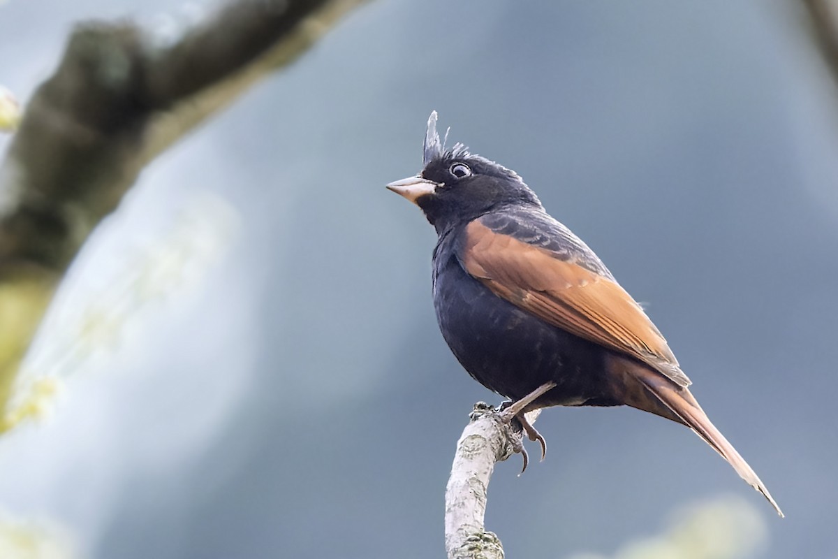 Crested Bunting - ML566446071