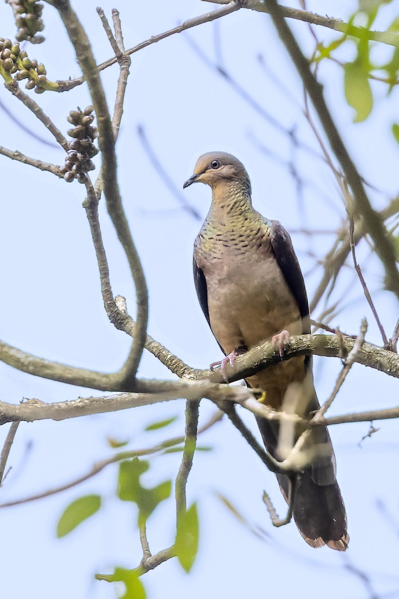 Barred Cuckoo-Dove - ML566446181