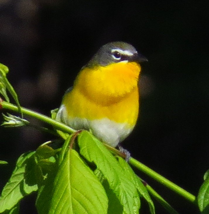 Yellow-breasted Chat - ML566448541