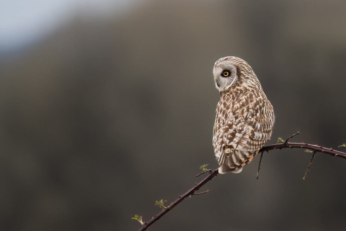Short-eared Owl - ML566449191
