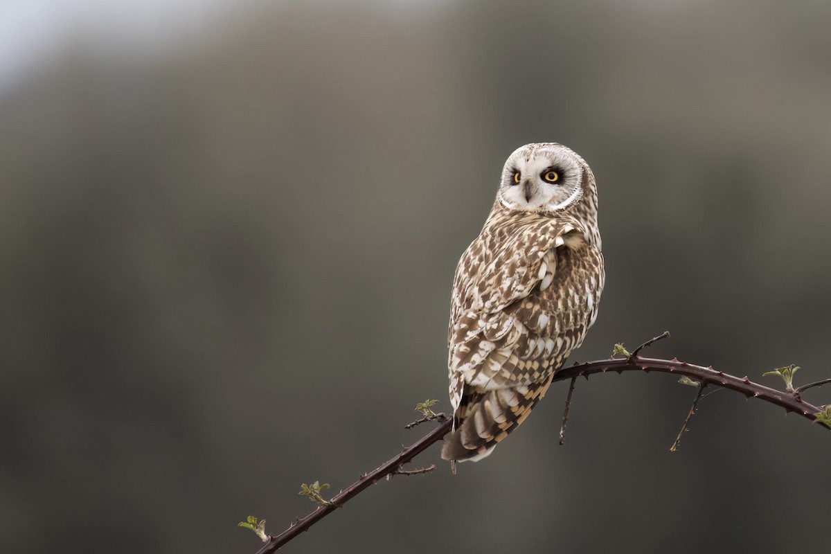 Short-eared Owl - ML566449201