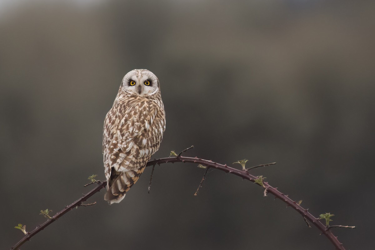 Short-eared Owl - ML566449211