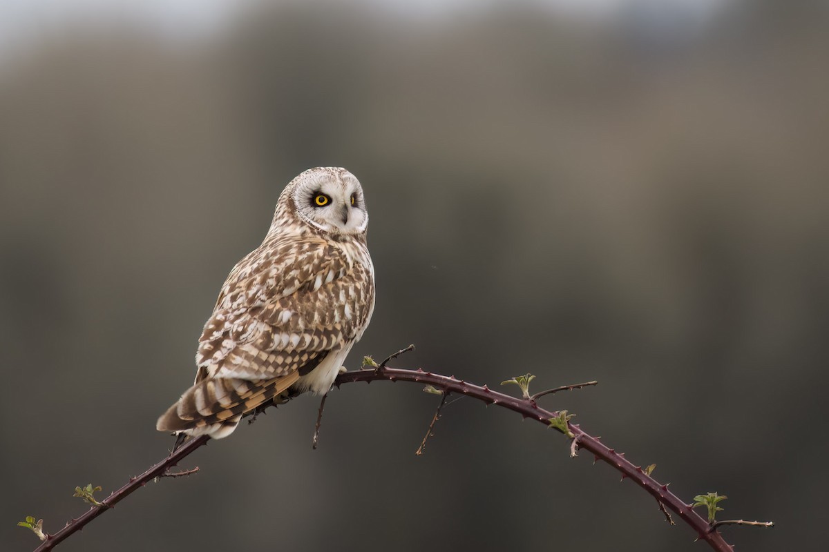 Short-eared Owl - ML566449221