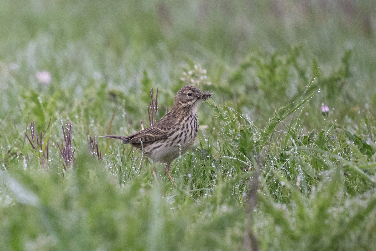 Meadow Pipit - ML566457381