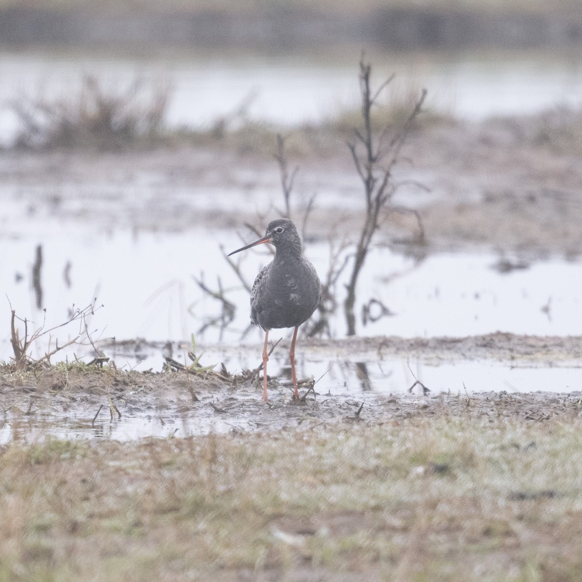 Spotted Redshank - ML566457681