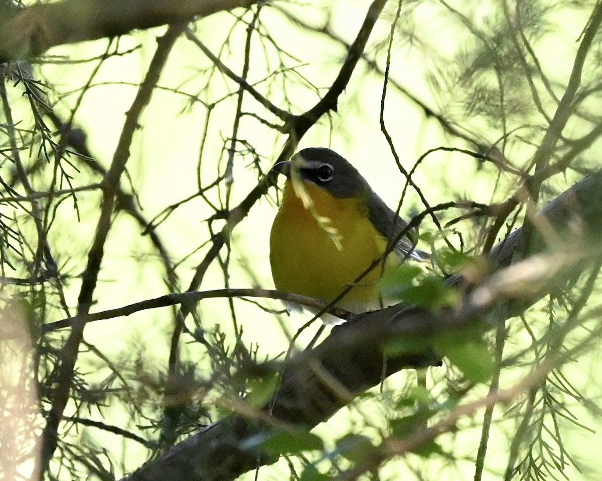 Yellow-breasted Chat - ML566458711