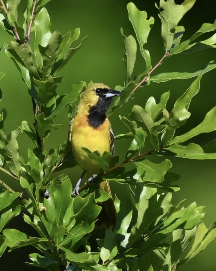 Orchard Oriole - ML566458901