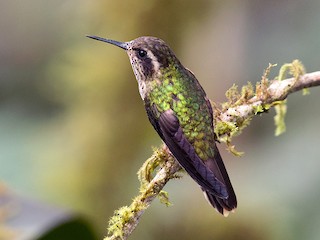  - Speckled Hummingbird
