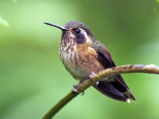  - Speckled Hummingbird