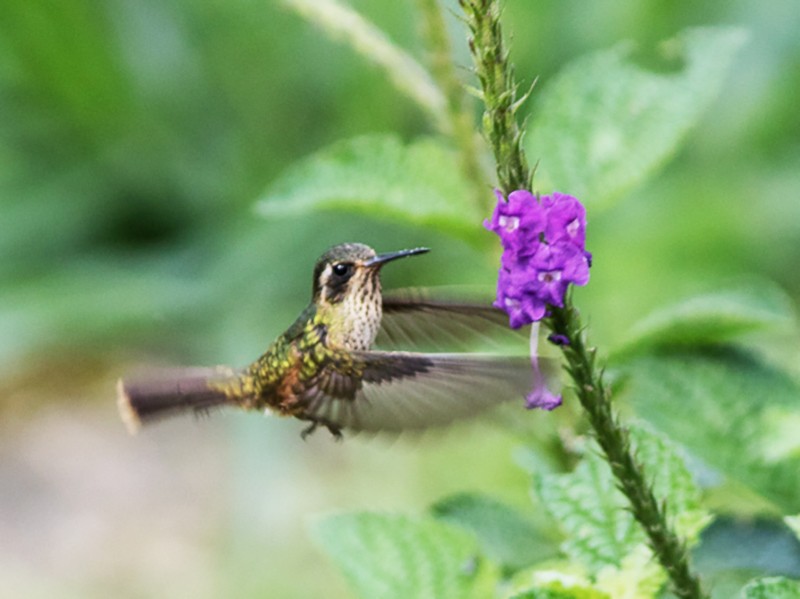 Speckled Hummingbird - Silvia Faustino Linhares