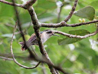  - Speckled Hummingbird