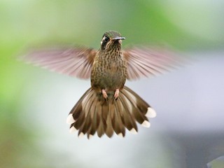 - Speckled Hummingbird