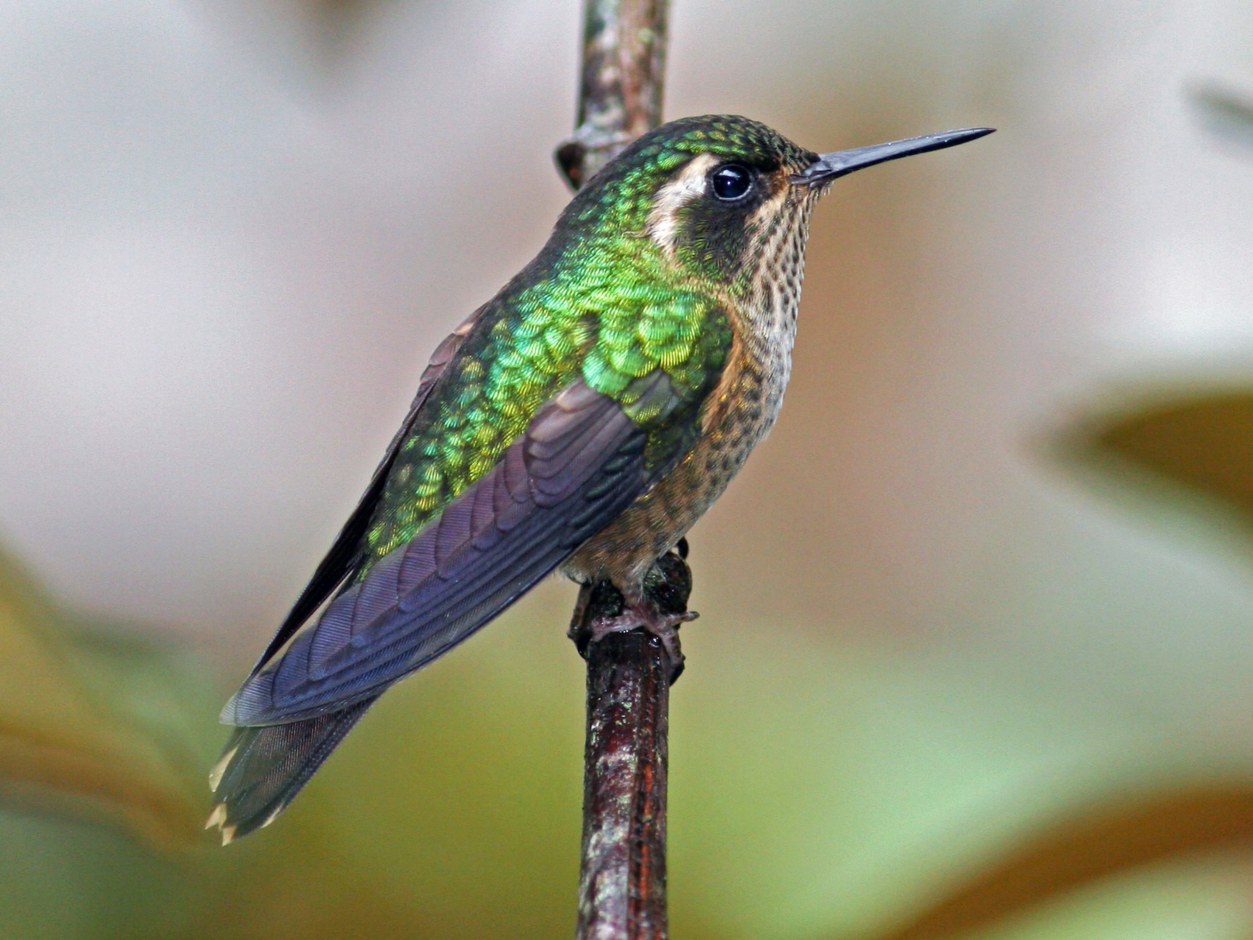 Speckled Hummingbird - David Disher