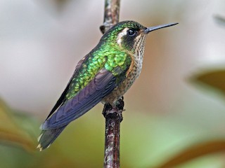  - Speckled Hummingbird