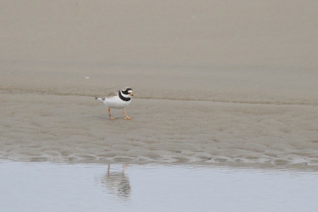 Common Ringed Plover at Texel--Vuurtoren Eierland (Lighthouse) by Benjamin Pap