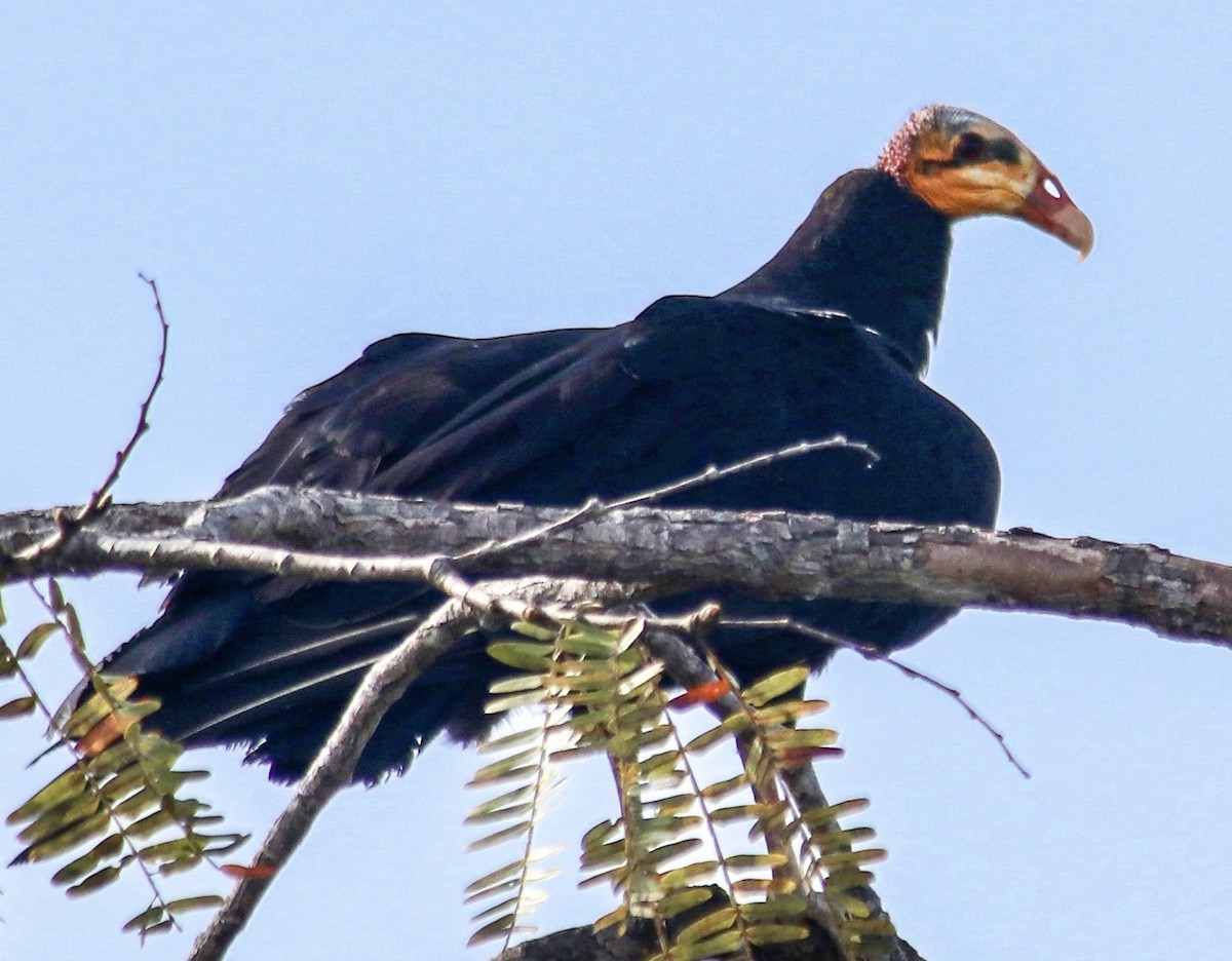 Greater Yellow-headed Vulture - ML566467281
