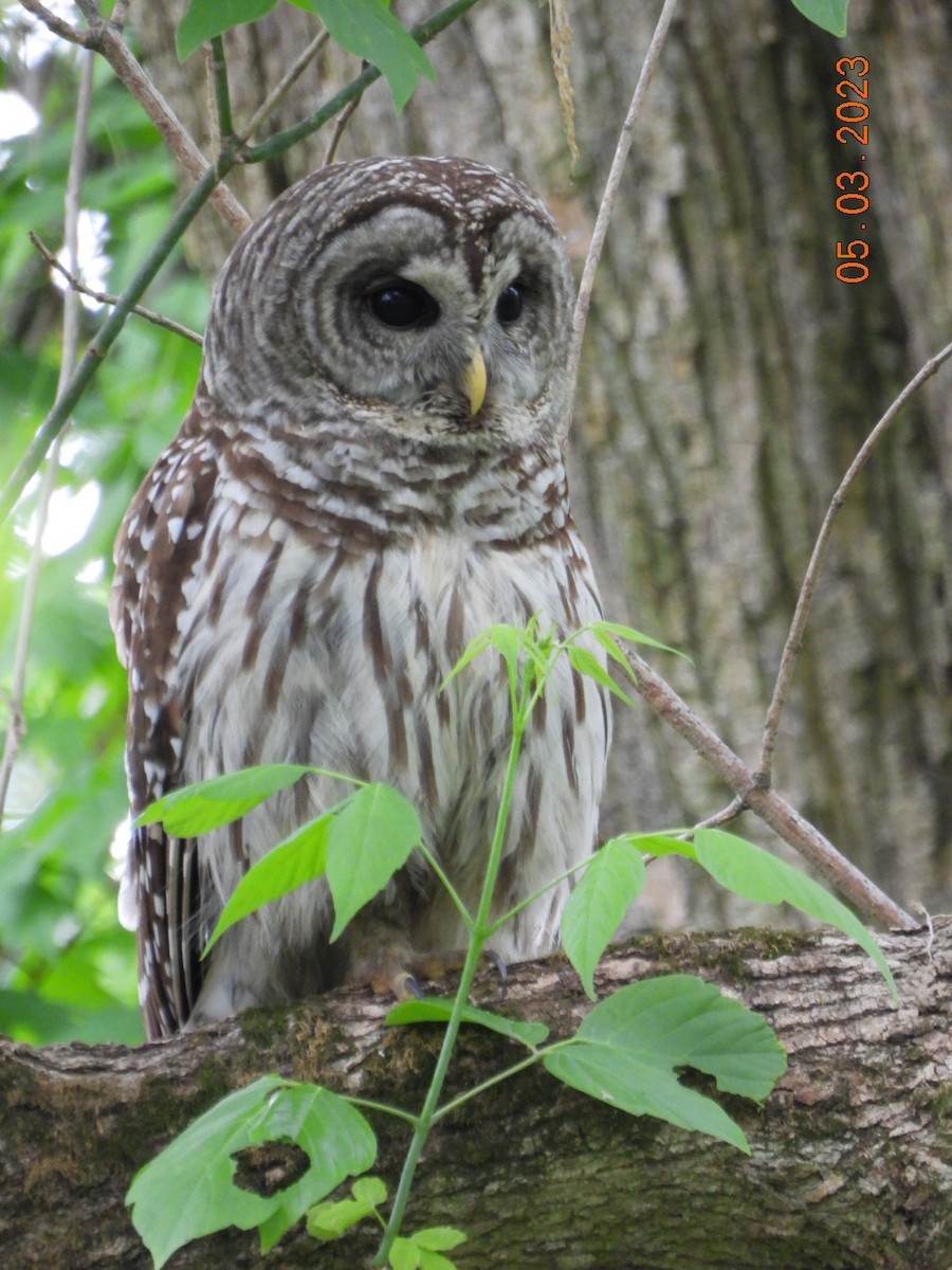 Barred Owl - ML566467401