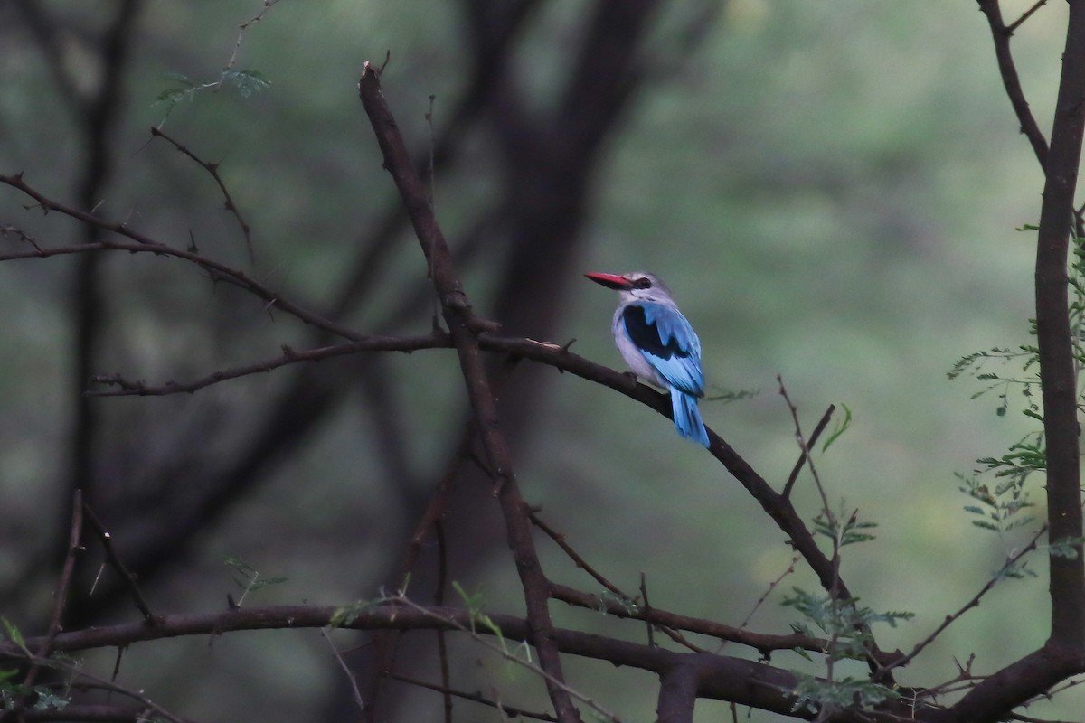 Woodland Kingfisher - Fikret Ataşalan