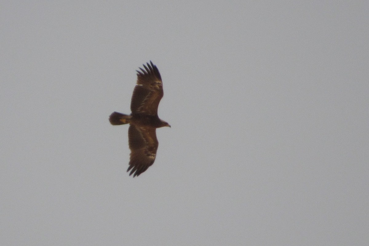 Lesser Spotted Eagle - ML56647191