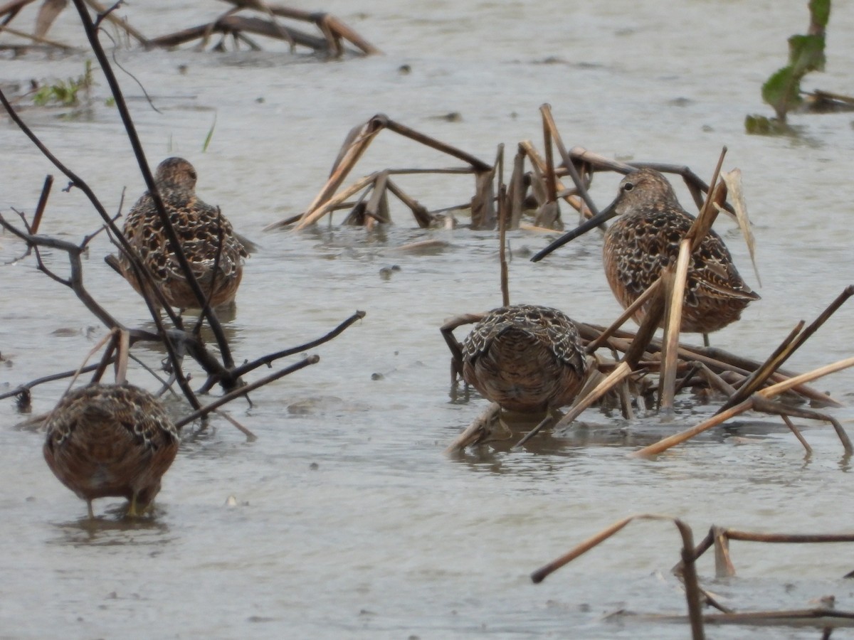 Long-billed Dowitcher - ML566472521