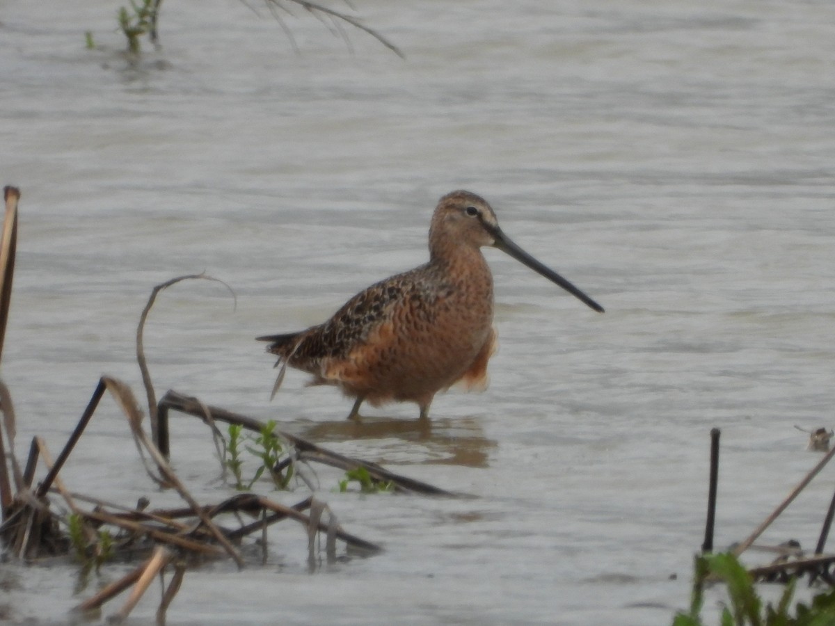 Long-billed Dowitcher - ML566472711