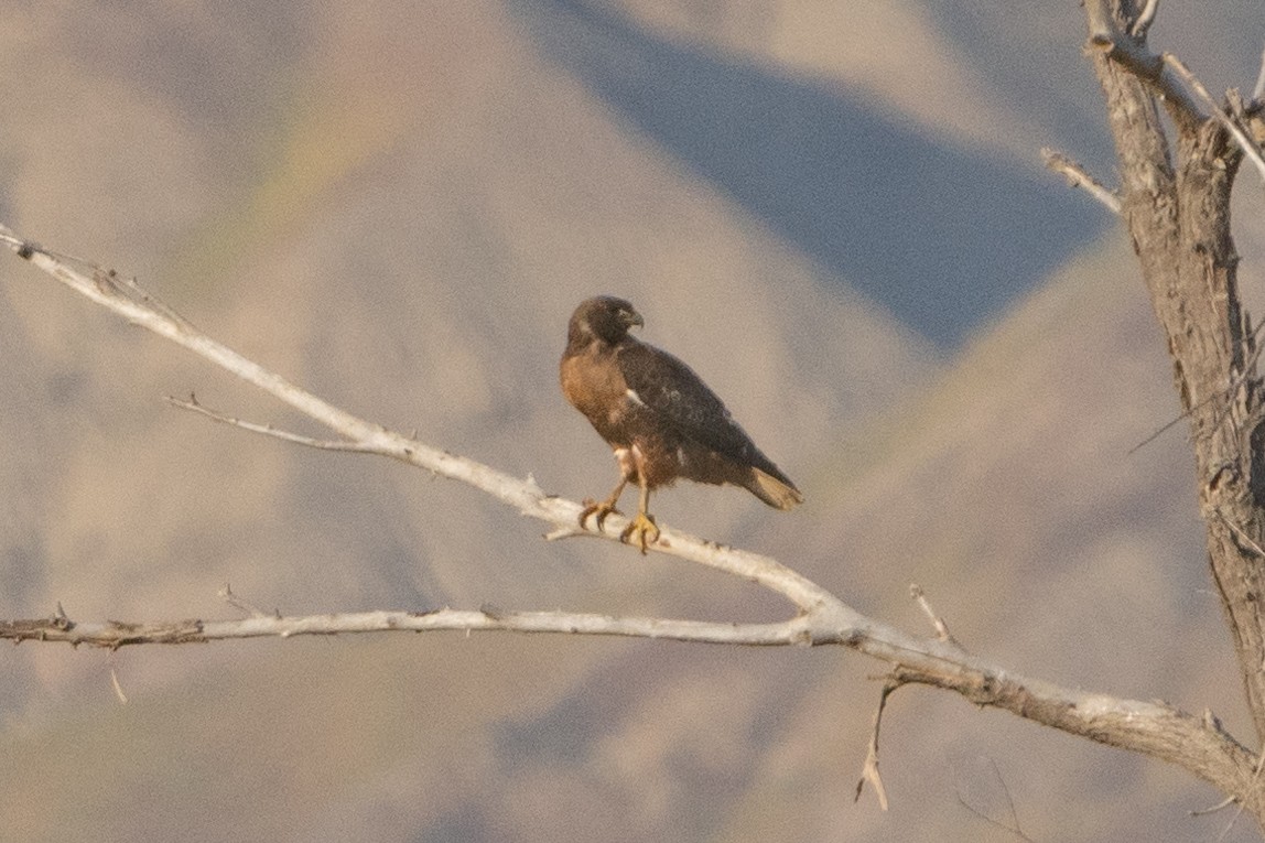 Red-tailed Hawk - ML566475881