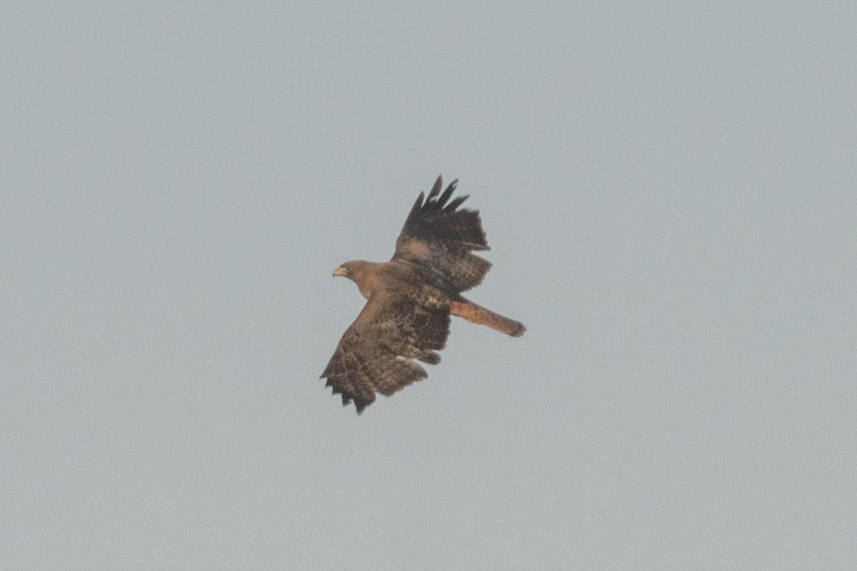 Red-tailed Hawk - ML566475901