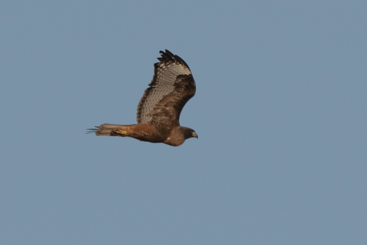 Red-tailed Hawk - ML566475921