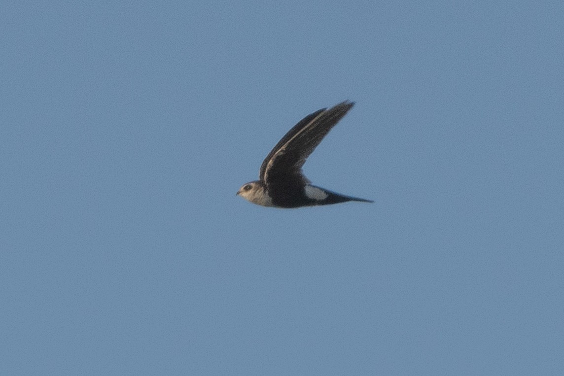 White-throated Swift - Sophie Cameron