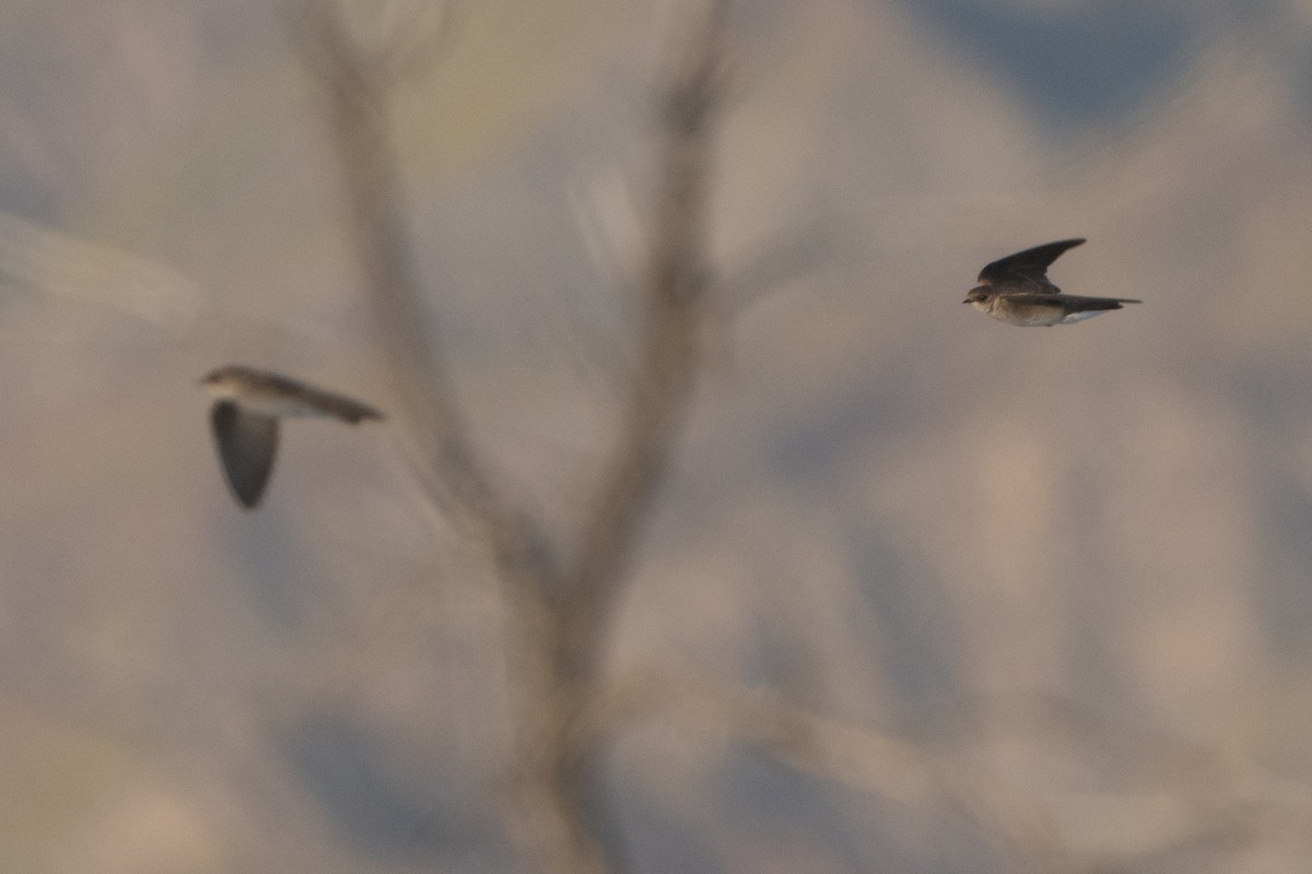 Northern Rough-winged Swallow - ML566476011