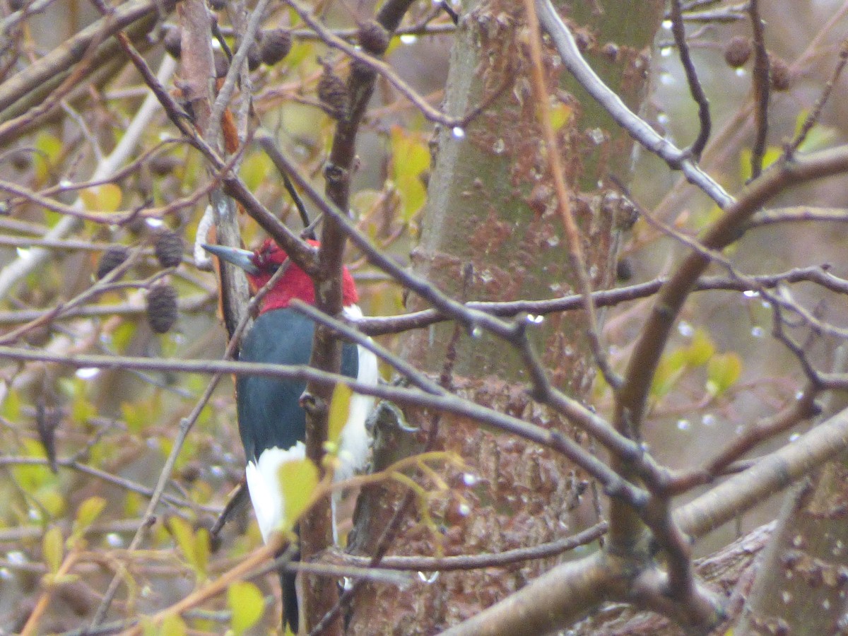 Red-headed Woodpecker - ML566480641