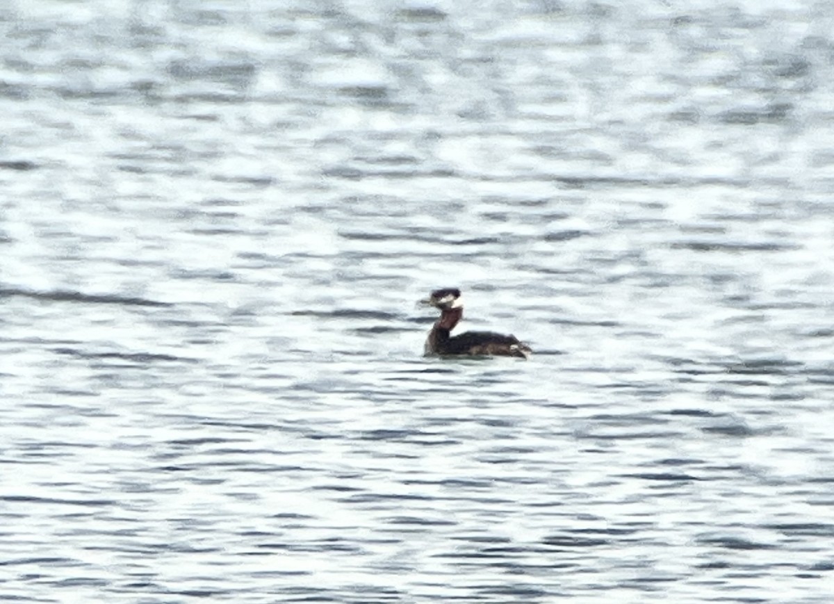 Red-necked Grebe - ML566481271