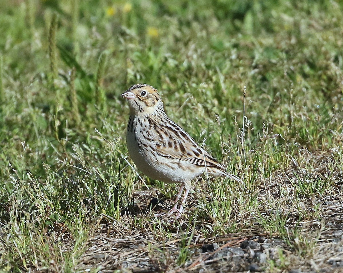 eBird Checklist - 3 May 2023 - Garrard Landing Park - 15 species