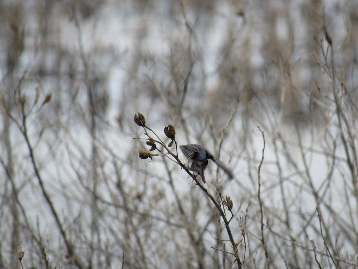 Tree Swallow - Rhiannon Thunell