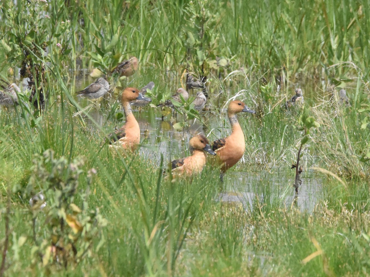 Fulvous Whistling-Duck - ML566486911