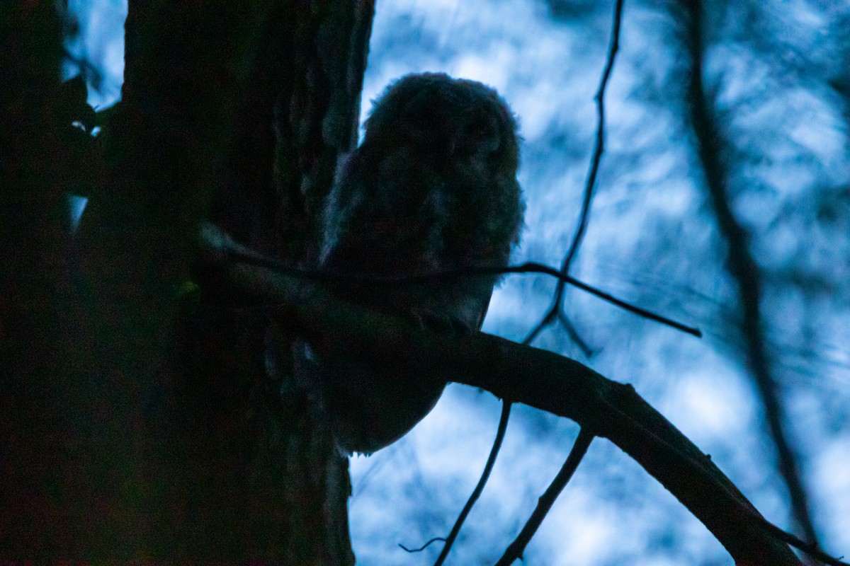 Tawny Owl - ML566493501