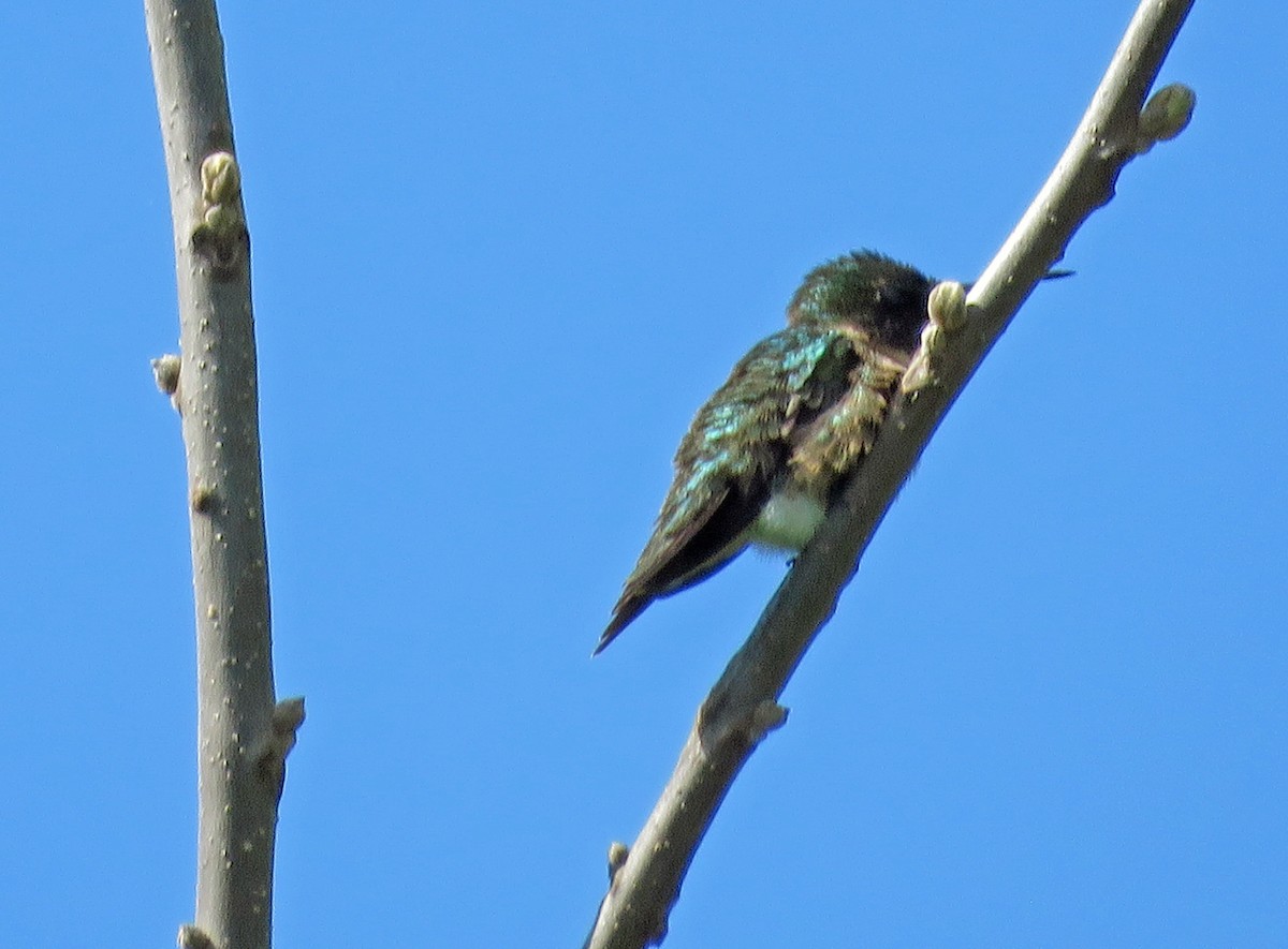 Ruby-throated Hummingbird - Sue and Alan Young